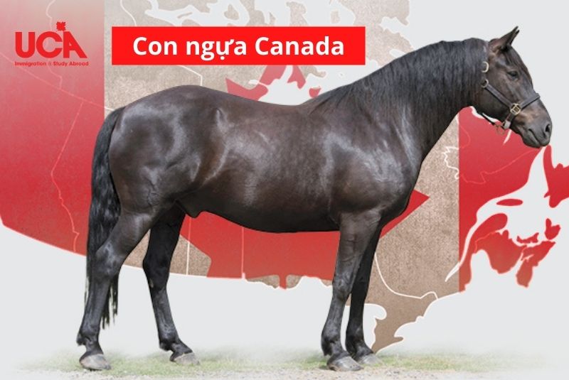 Con ngựa biểu tượng Canada