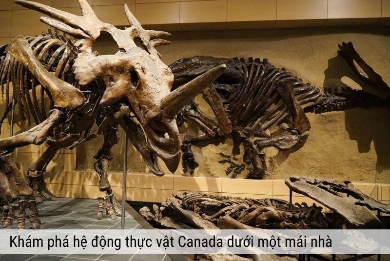 Khám phá hệ động thực vật Canada dưới một mái nhà