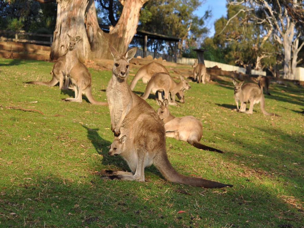 Thủ đô của Úc và những điều thú vị mà du khách chưa bao giờ biết đến