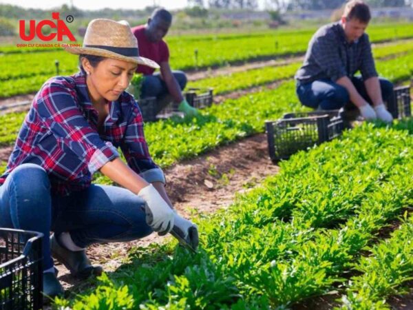 Canada có chính sách hỗ trợ người lao động nước ngoài định cư bằng diện nông nghiệp