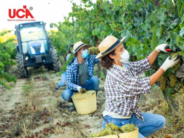 Tổng quan nghề làm farm tại Canada