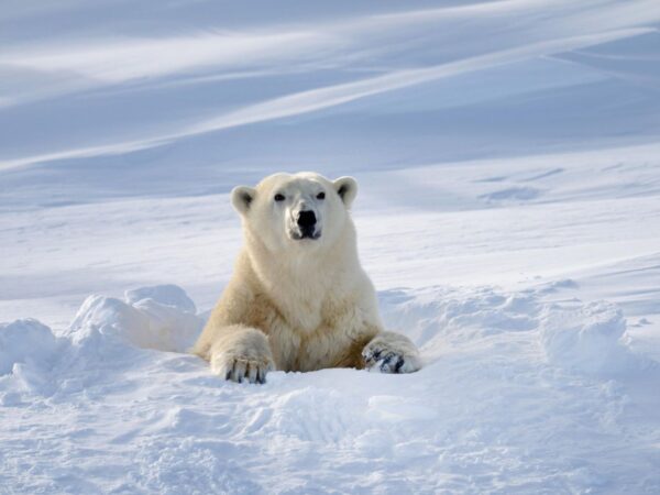 Danh lam thắng cảnh Canada - Churchill, Manitoba